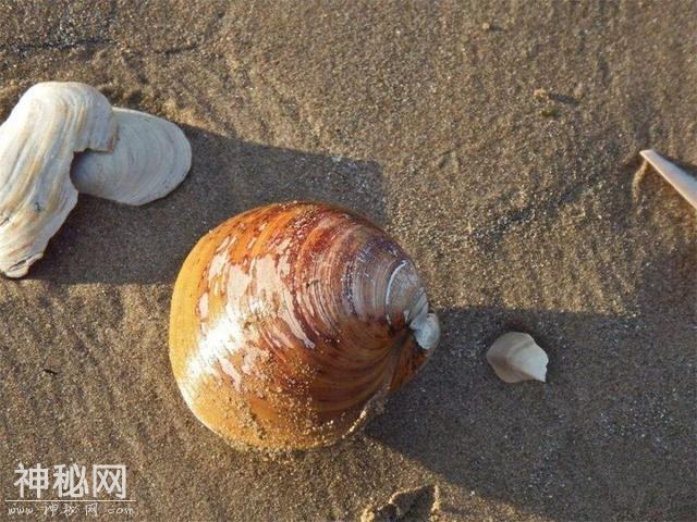 世界上寿命最长的十大动物，真的有生物能“长生不老”吗？-11.jpg
