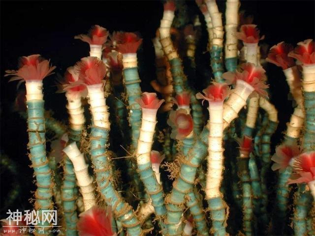 世界上寿命最长的十大动物，真的有生物能“长生不老”吗？-8.jpg