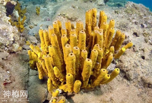 世界上寿命最长的十大动物，真的有生物能“长生不老”吗？-14.jpg