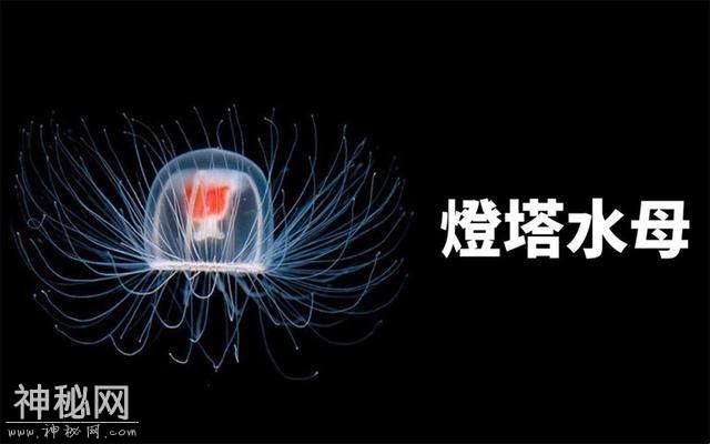 世界上寿命最长的十大动物，真的有生物能“长生不老”吗？-16.jpg