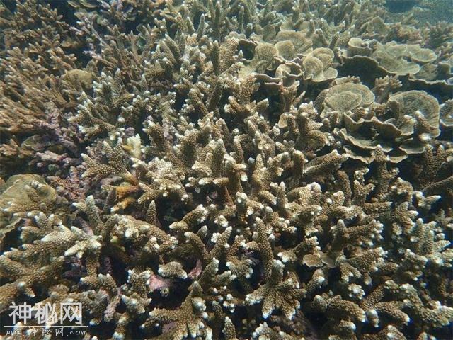世界上寿命最长的十大动物，真的有生物能“长生不老”吗？-13.jpg