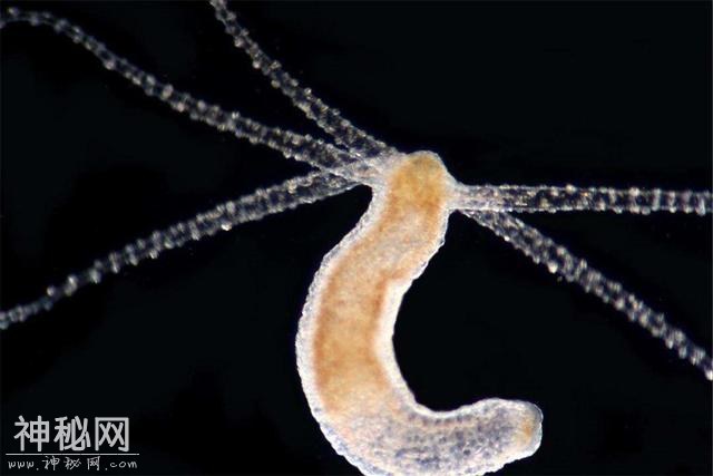 世界上寿命最长的十大动物，真的有生物能“长生不老”吗？-19.jpg