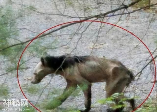 神农架为什么存在那么多“未知生物”？有人称看到了驴头狼-4.jpg