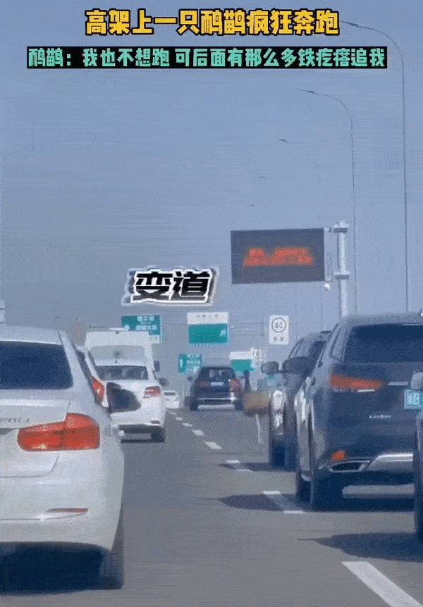 哈哈一笑，50张搞笑动图：你们是出来吓人的吗？-11.jpg