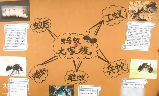 或许从某种意义上来讲，地球上进化最完美的生物是蚂蚁且没有之一-7.jpg