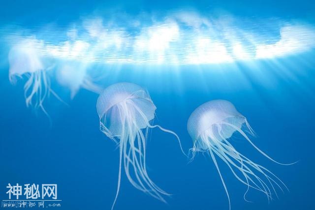 揭秘！深海7000种未知生物大发现-2.jpg