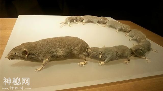 10个动物冷知识，看完眼界大开-2.jpg
