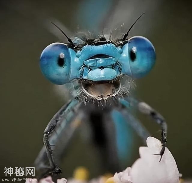10个动物冷知识，看完眼界大开-3.jpg