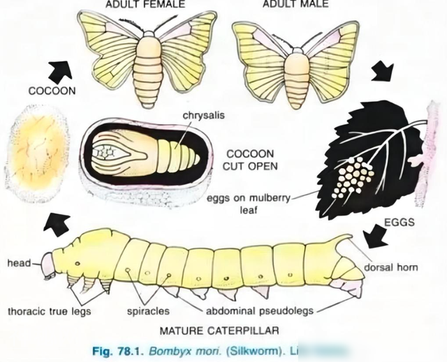 世间最变态的生物是什么？是蝴蝶！最残忍的生物呢？还是蝴蝶-3.jpg