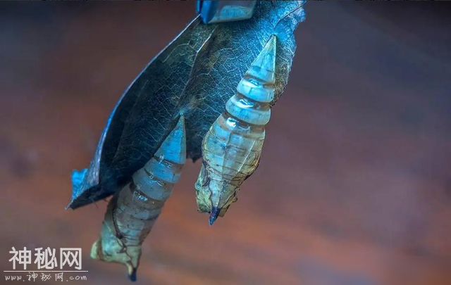 世间最变态的生物是什么？是蝴蝶！最残忍的生物呢？还是蝴蝶-7.jpg