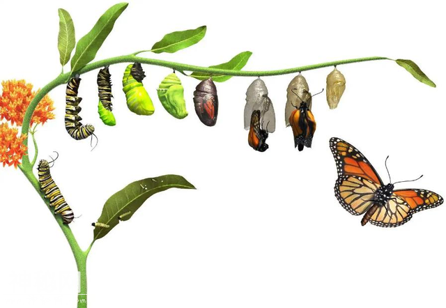 世间最变态的生物是什么？是蝴蝶！最残忍的生物呢？还是蝴蝶-9.jpg