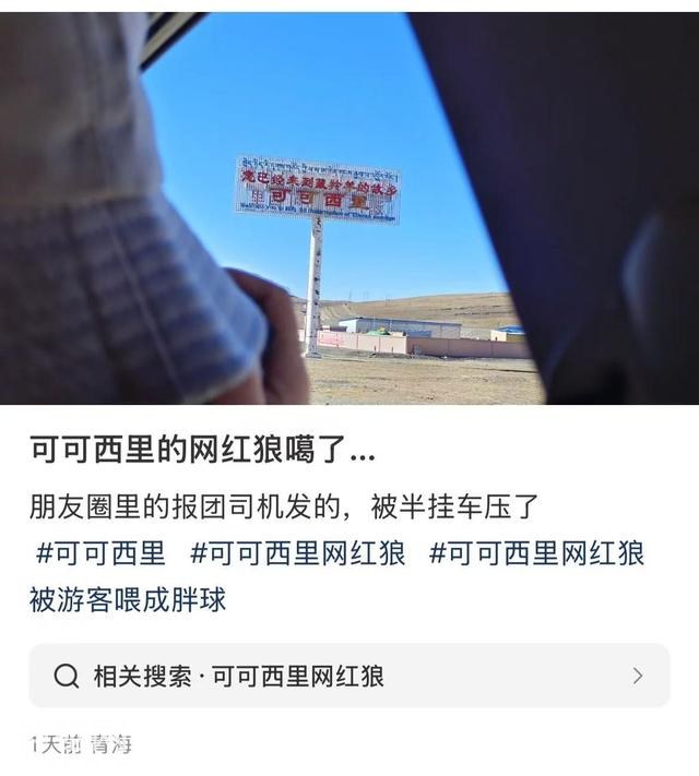 可可西里被投喂 “网红狼” 惨死！野生动物保护，已拉响红色警报？-4.jpg