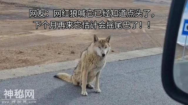 可可西里被投喂 “网红狼” 惨死！野生动物保护，已拉响红色警报？-9.jpg