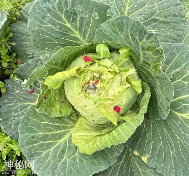 真有趣！“100张”搞笑图片，专治不开心，你被第几图逗笑了？-26.jpg