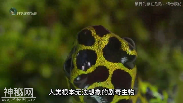 地球上最致命的五种剧毒生物，特别是最后一种，超乎你的想象！-1.jpg