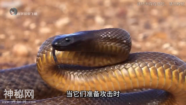 地球上最致命的五种剧毒生物，特别是最后一种，超乎你的想象！-6.jpg