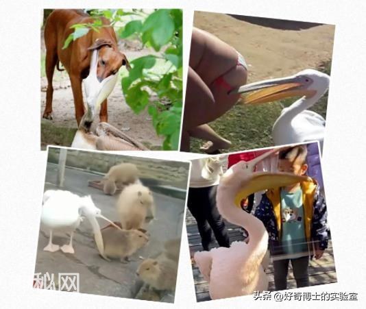 自然界有哪些表面呆萌，背地里却非常“变态”的动物？-9.jpg