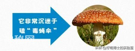 自然界有哪些表面呆萌，背地里却非常“变态”的动物？-20.jpg
