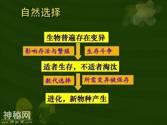生物进化的方向为何不是永生，而会选择繁衍呢？-5.jpg