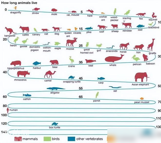 生物进化的方向为何不是永生，而会选择繁衍呢？-9.jpg