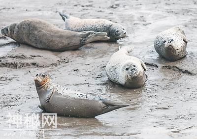 生物多样性的“湿”意画卷（遗产小道·海岸带）-3.jpg