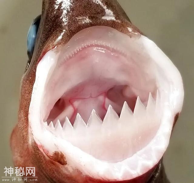 来自深海的恐怖动物：能生吃虎鲸和大白鲨，甚至咬破美军潜艇-4.jpg