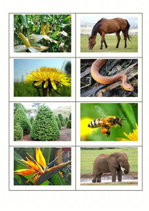 科普：生物分类-1.jpg