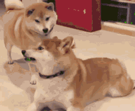 搞笑动图合集，今日份快乐来袭！-25.jpg