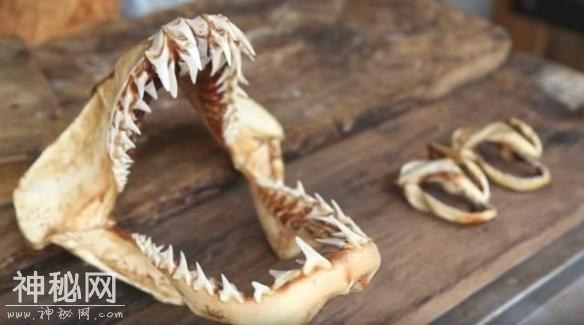一嘴尖牙竟不吃肉？盘点10种让你印象深刻的古生物-5.jpg
