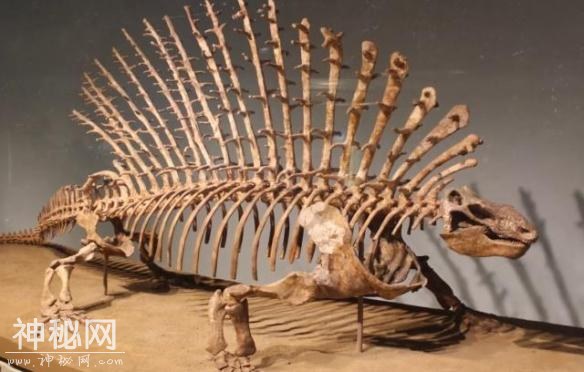 一嘴尖牙竟不吃肉？盘点10种让你印象深刻的古生物-2.jpg