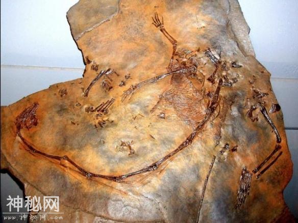 一嘴尖牙竟不吃肉？盘点10种让你印象深刻的古生物-13.jpg