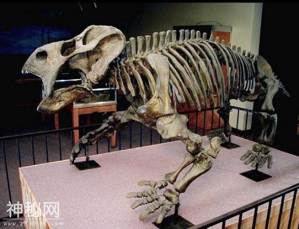 一嘴尖牙竟不吃肉？盘点10种让你印象深刻的古生物-18.jpg