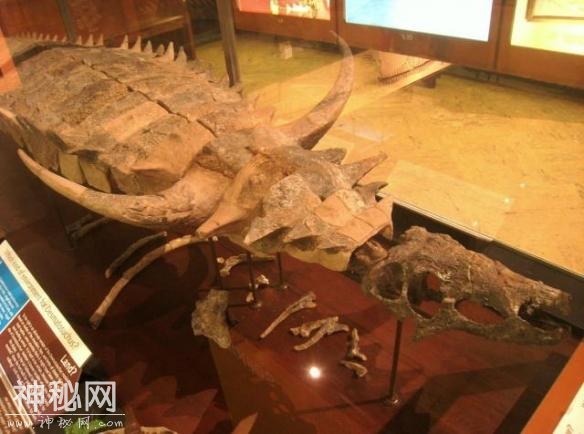 一嘴尖牙竟不吃肉？盘点10种让你印象深刻的古生物-15.jpg