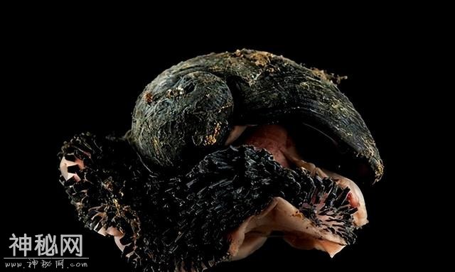 盘点世界上最硬的五种生物，就连子弹都打不穿，全身都被金属覆盖-7.jpg