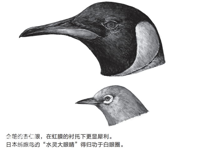 人类偏爱好看的生物：被列为保护对象的动物往往都是可爱的-2.jpg