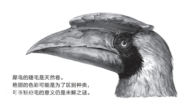 人类偏爱好看的生物：被列为保护对象的动物往往都是可爱的-3.jpg