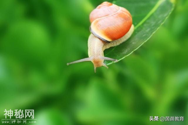 寒假编故事训练2：从前有只小蜗牛……-3.jpg