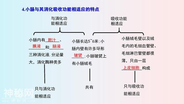 七年级(下册)生物，思维导图，寒假2天吃透，下学期多赚20分！-5.jpg