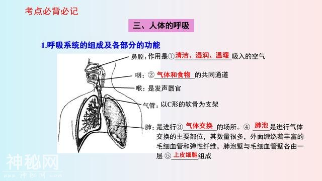 七年级(下册)生物，思维导图，寒假2天吃透，下学期多赚20分！-7.jpg