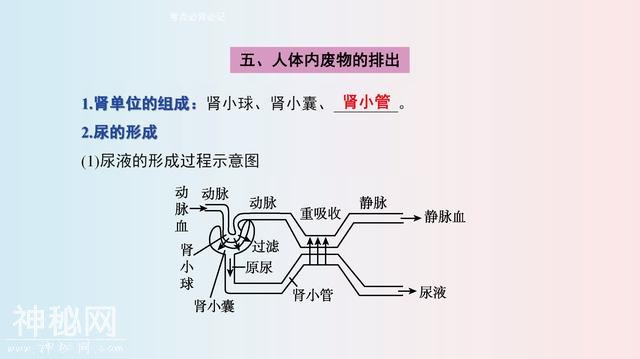 七年级(下册)生物，思维导图，寒假2天吃透，下学期多赚20分！-11.jpg