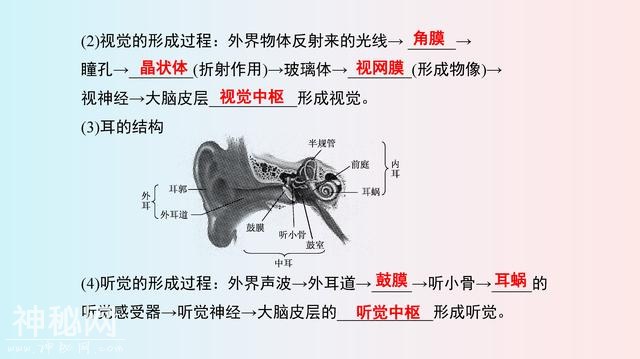 七年级(下册)生物，思维导图，寒假2天吃透，下学期多赚20分！-14.jpg