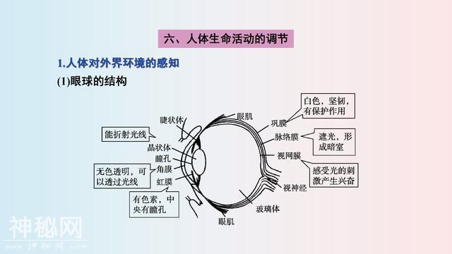 七年级(下册)生物，思维导图，寒假2天吃透，下学期多赚20分！-13.jpg