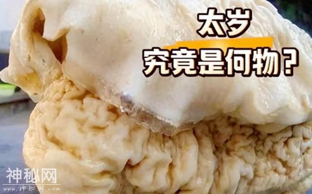 不是动物也不是植物，难道它们是神仙？原来真有长生不老的生物！-1.jpg