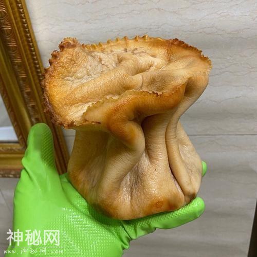 不是动物也不是植物，难道它们是神仙？原来真有长生不老的生物！-7.jpg
