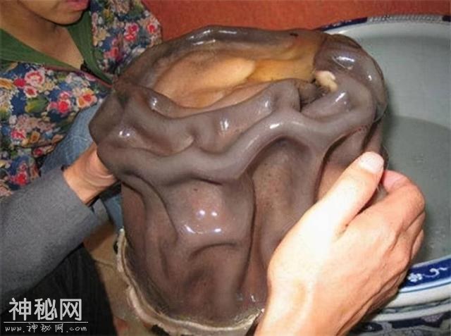 不是动物也不是植物，难道它们是神仙？原来真有长生不老的生物！-4.jpg