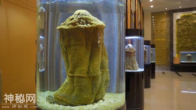 不是动物也不是植物，难道它们是神仙？原来真有长生不老的生物！-5.jpg