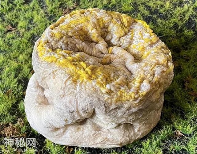 不是动物也不是植物，难道它们是神仙？原来真有长生不老的生物！-14.jpg