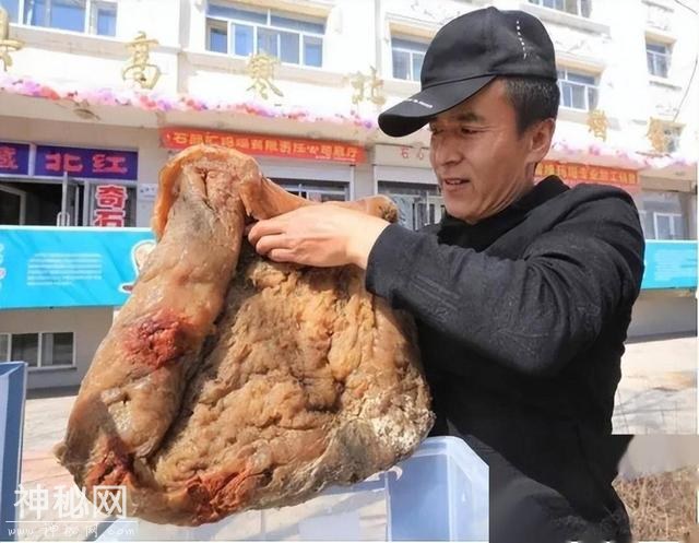 不是动物也不是植物，难道它们是神仙？原来真有长生不老的生物！-13.jpg