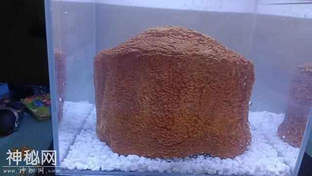 不是动物也不是植物，难道它们是神仙？原来真有长生不老的生物！-15.jpg