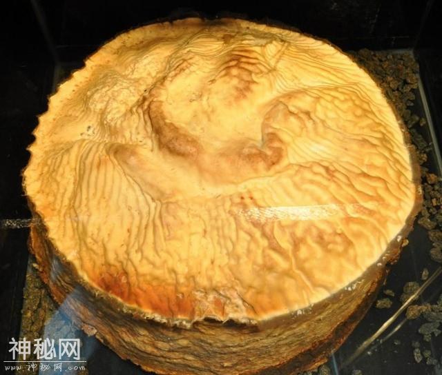 不是动物也不是植物，难道它们是神仙？原来真有长生不老的生物！-12.jpg